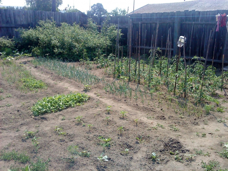 В огороде все чисто и аккуратно, посажено также всего понемногу. Скоро начнутся заготовки. Стаек для хозяйства нет, ограда небольшая.